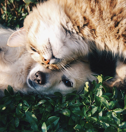 Un chien et un chat pour illustrer la Phi Thérapie animale par Aude Bodumont, praticienne en communication animale et Phi Therapy dans la Loire