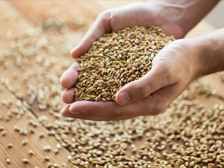 Viking Malt: premiações em Blumenau e novidades no Brasil