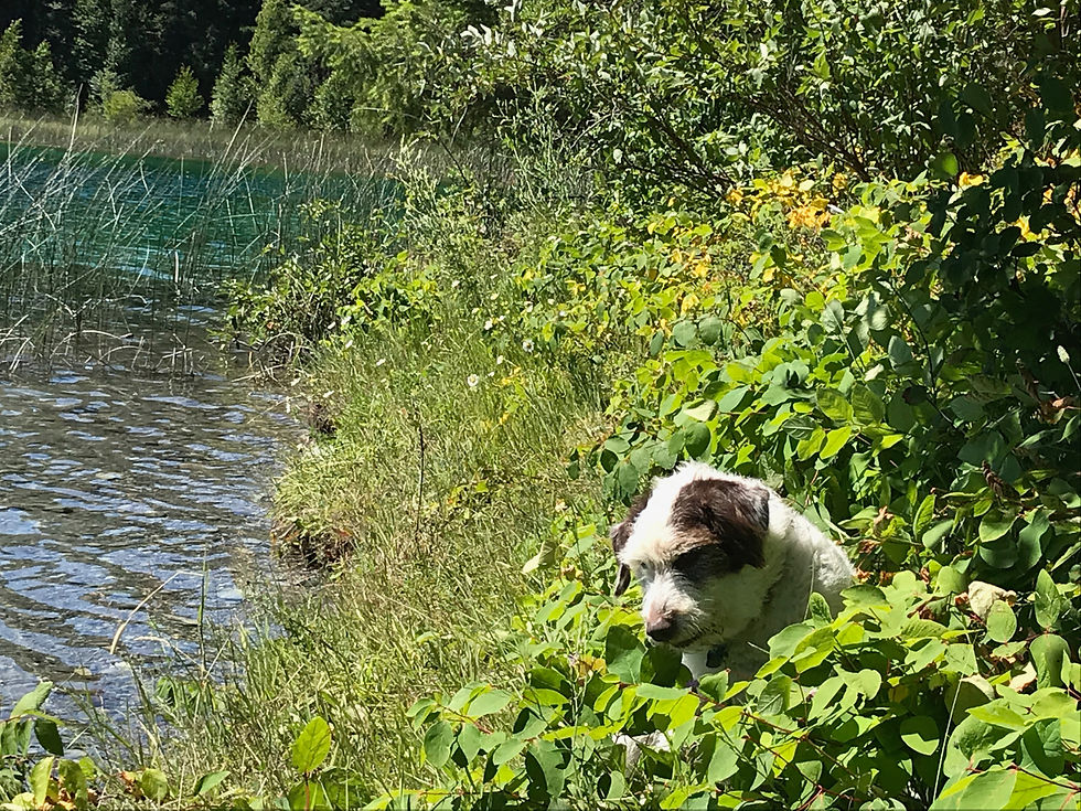 Mountain Biking with your Dog