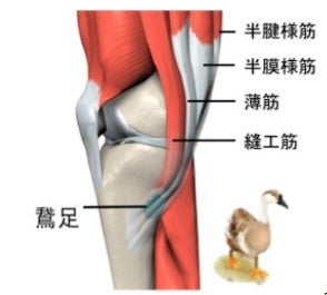 膝痛・鵞足炎になる姿勢とは