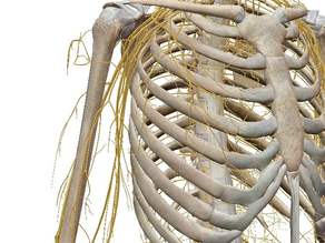 突然来る「首の痛み」。ここほぐしてみて!