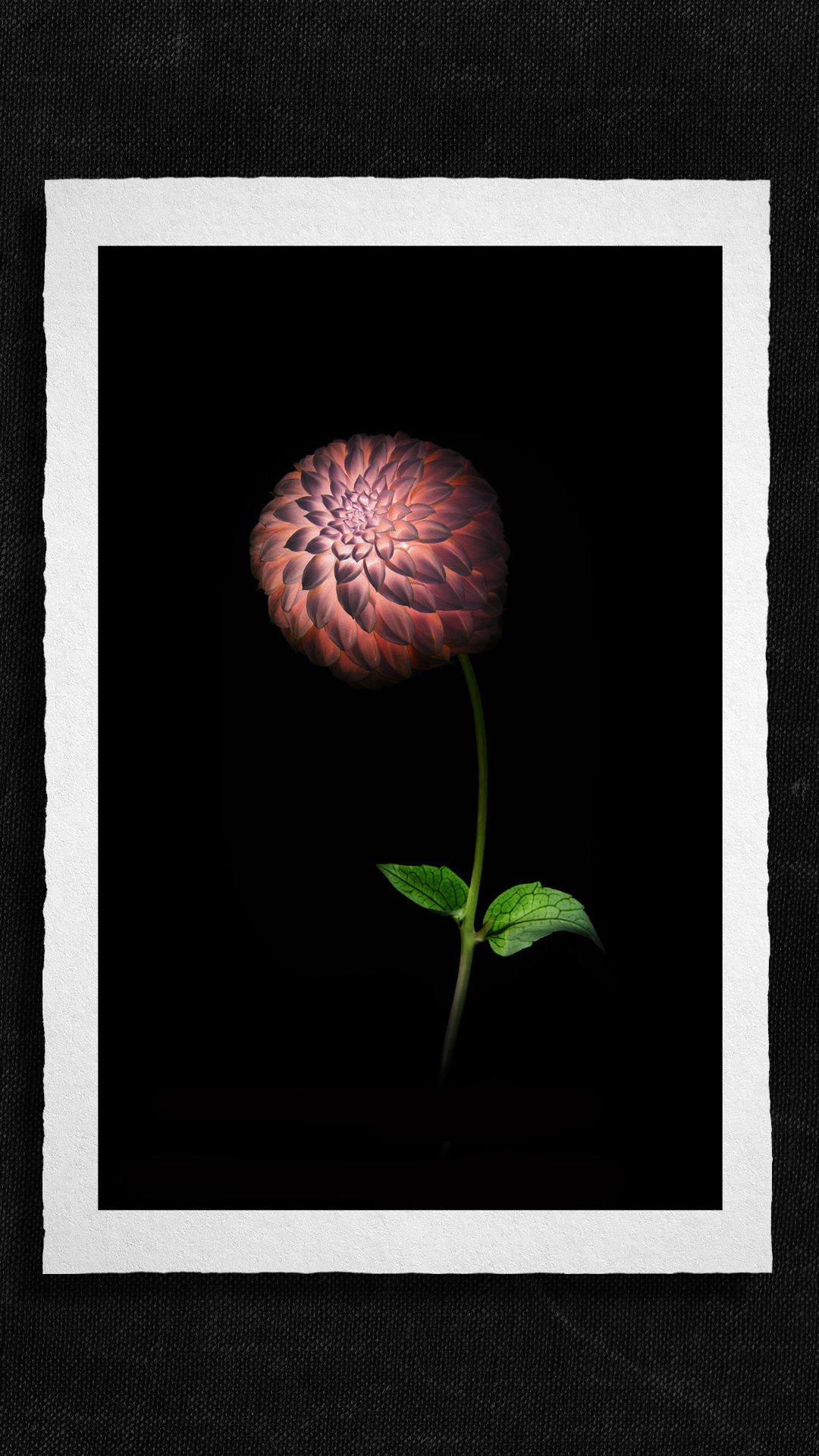 You're glowing, Dahlia!