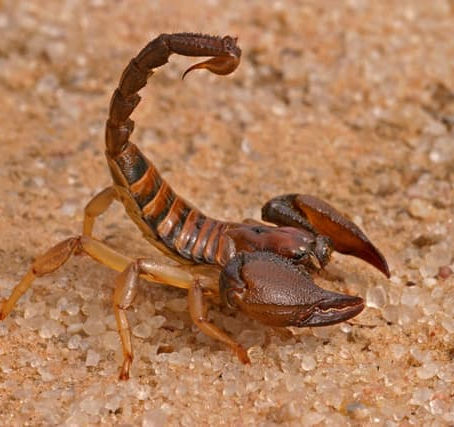 Histoire inspirante : Le sage et le scorpion