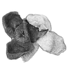 陳皮 Dried Tangerine Peel Botanical