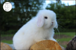 pizap - 2021-05-19T101752.802