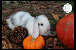 pizap - 2021-10-24T185026.811