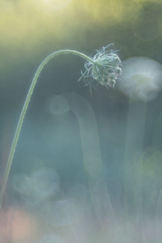 Soirs d'été - photographie Catherine Régnier 2025