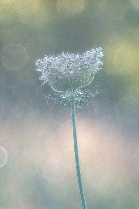 Soirs d'été - photographie Catherine Régnier 2025
