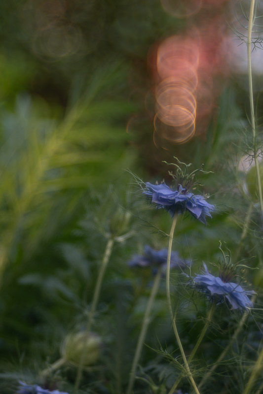 Magie du printemps dans le jardin - Série photos Catherine Régnier - mai 2025
