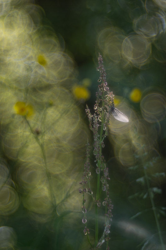 Le temps des fées - Série de photographies dédiée aux éphémères - Catherine Régnier - mai 2025