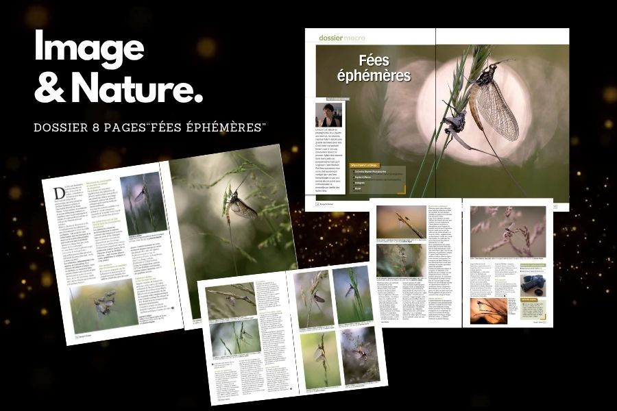 Mes "fées éphémères" à la une d'Image & Nature - Catherine Régnier aout 2025