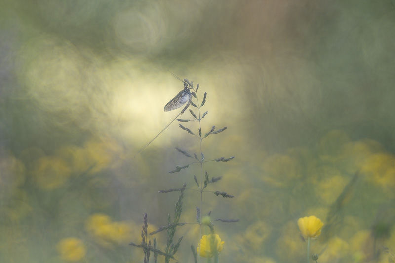 Le temps des fées - Série de photographies dédiée aux éphémères - Catherine Régnier - mai 2025