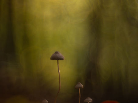 Chapeaux magiques et cie. Série photos Catherine Régnier - Automne 2025