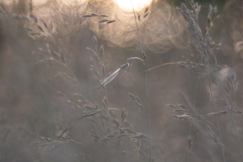 Le printemps aux étangs - Série de photographies Catherine Régnier - mai 2025