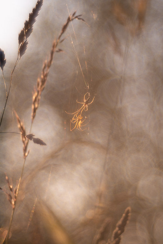 Le printemps aux étangs - Série de photographies Catherine Régnier - juin 2025