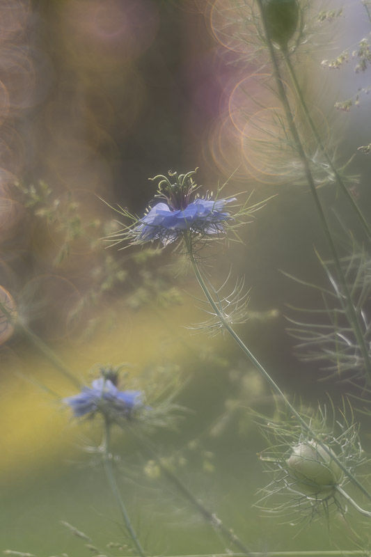 Magie du printemps dans le jardin - Série photos Catherine Régnier - mai 2025