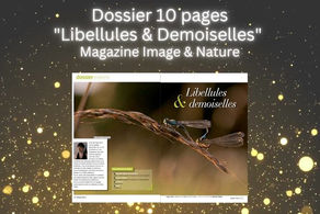 Dossier macro libellules et demoiselles