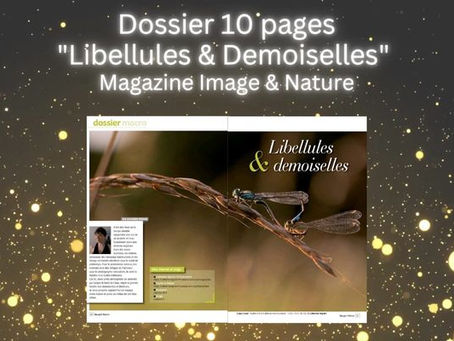 Dossier macro libellules et demoiselles