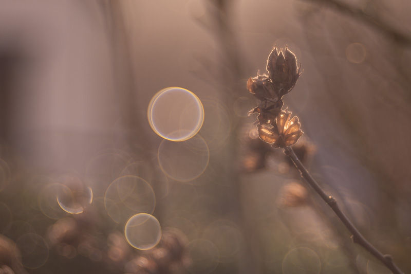 Un jardin en hiver - Série photos Catherine Régnier le 3 janvier 2025