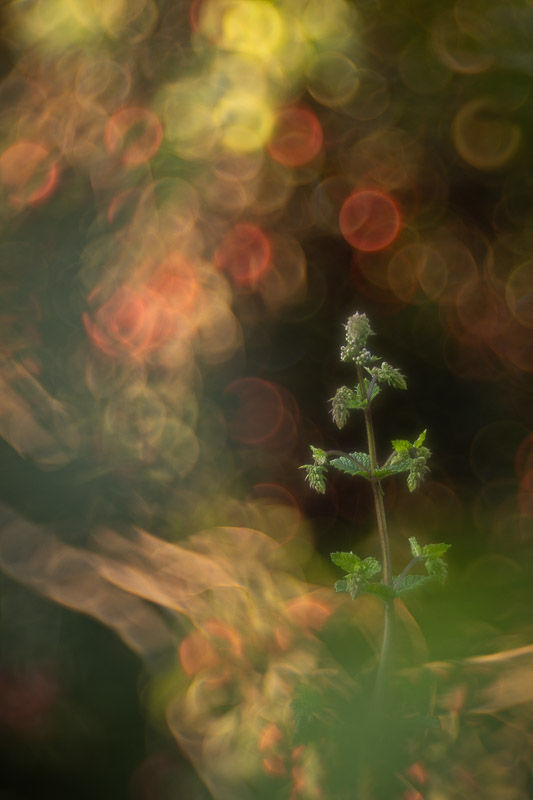 Soirs d'été - photographie Catherine Régnier 2025