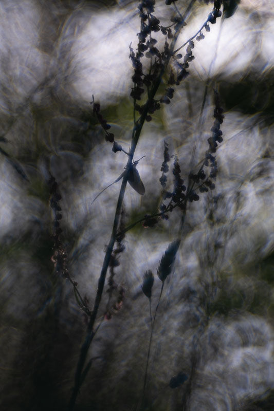 Le temps des fées - Série de photographies dédiée aux éphémères - Catherine Régnier - mai 2025