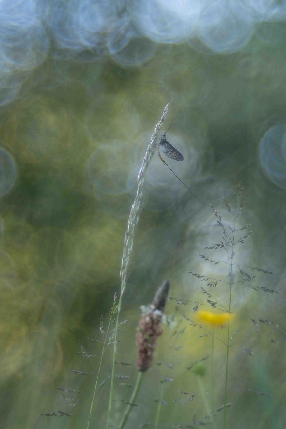 Le temps des fées - Série de photographies dédiée aux éphémères - Catherine Régnier - mai 2025