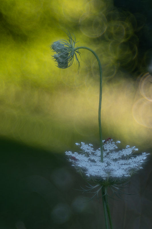 Soirs d'été - photographie Catherine Régnier 2025