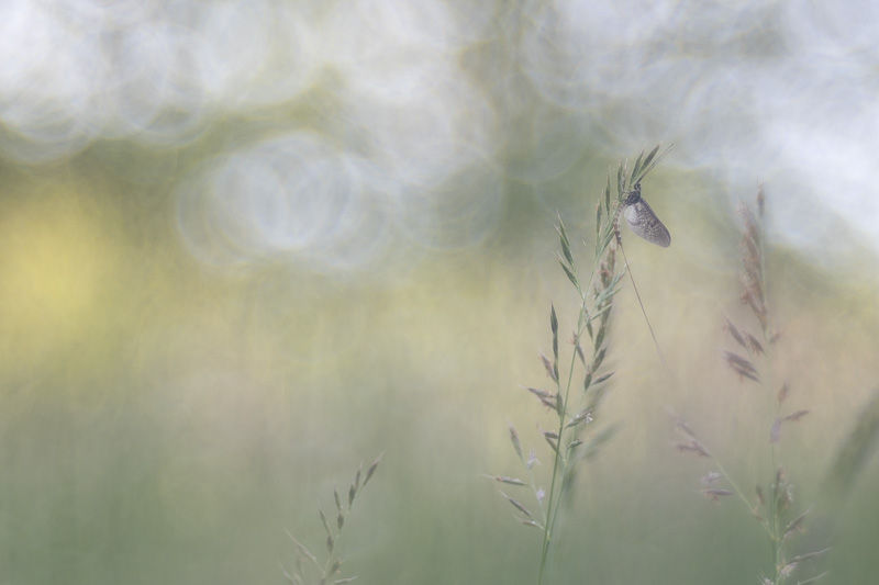 Le temps des fées - Série de photographies dédiée aux éphémères - Catherine Régnier - mai 2025