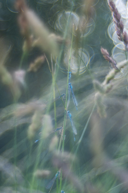 Le printemps aux étangs - Série de photographies Catherine Régnier - juin 2025