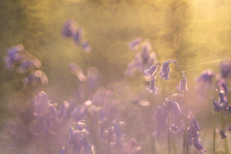 Dans la forêt enchantée...Série de photographies de Catherine Régnier, avril 2024