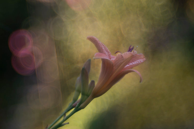 Merveilles du jardin - Série de photographies Catherine Régnier, juin 2024