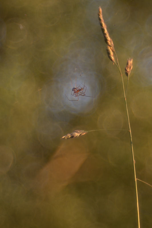 Le printemps aux étangs - Série de photographies Catherine Régnier - juin 2025
