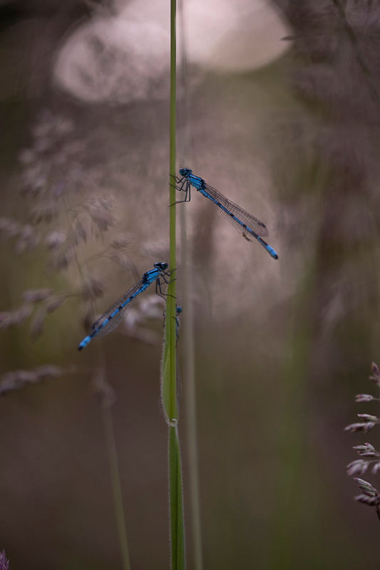 Le printemps aux étangs - Photographies Catherine Régnier - juin 2024