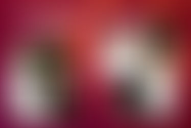 Dossier macro 8 pages "Magie d'automne" dans Image & Nature