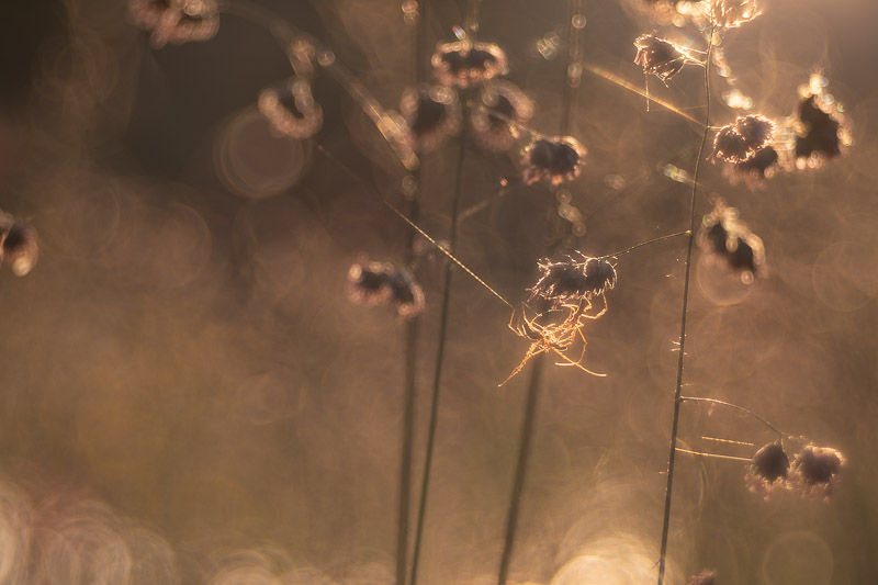 Le printemps aux étangs - Série de photographies Catherine Régnier - mai 2025