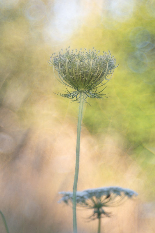 Soirs d'été - photographie Catherine Régnier 2025