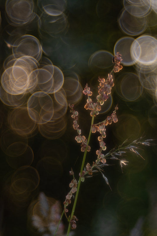 Le printemps aux étangs - Série de photographies Catherine Régnier - juin 2025