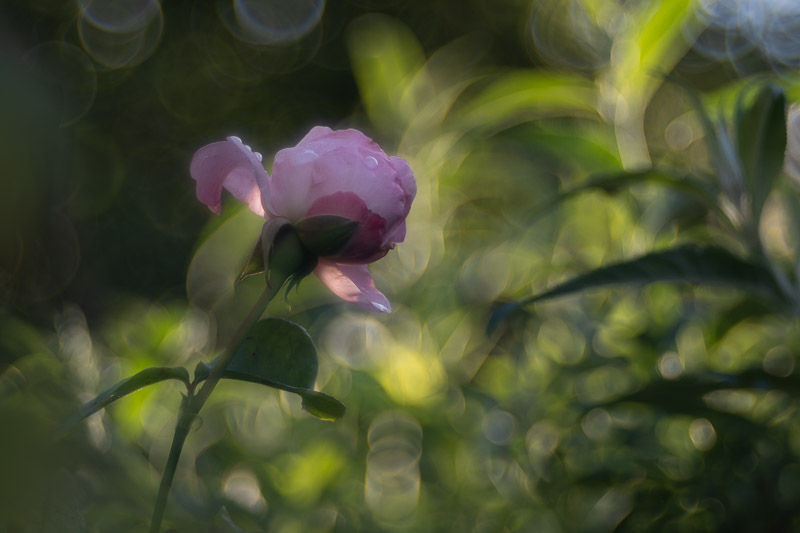 Soirs d'été - photographie Catherine Régnier 2025
