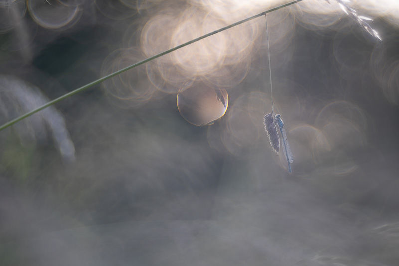 Le printemps aux étangs - Série de photographies Catherine Régnier - juin 2025