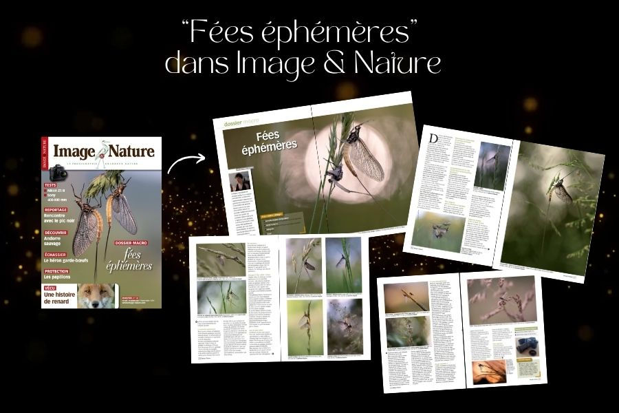 Mes "fées éphémères" à la une d'Image & Nature - Catherine Régnier aout 2025