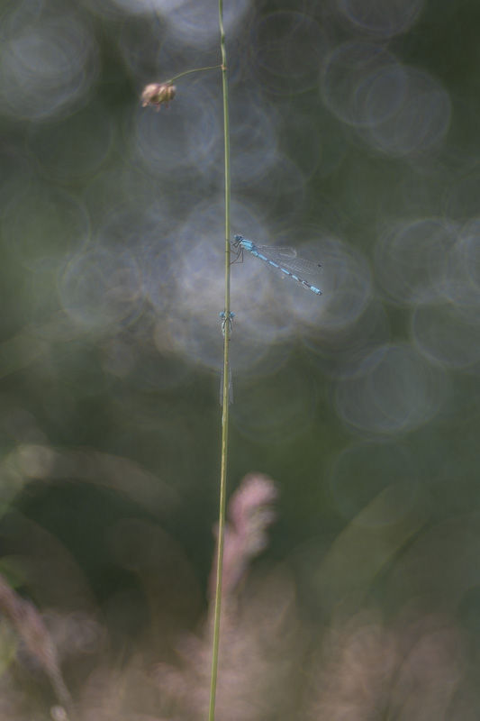 Le printemps aux étangs - Série de photographies Catherine Régnier - juin 2025