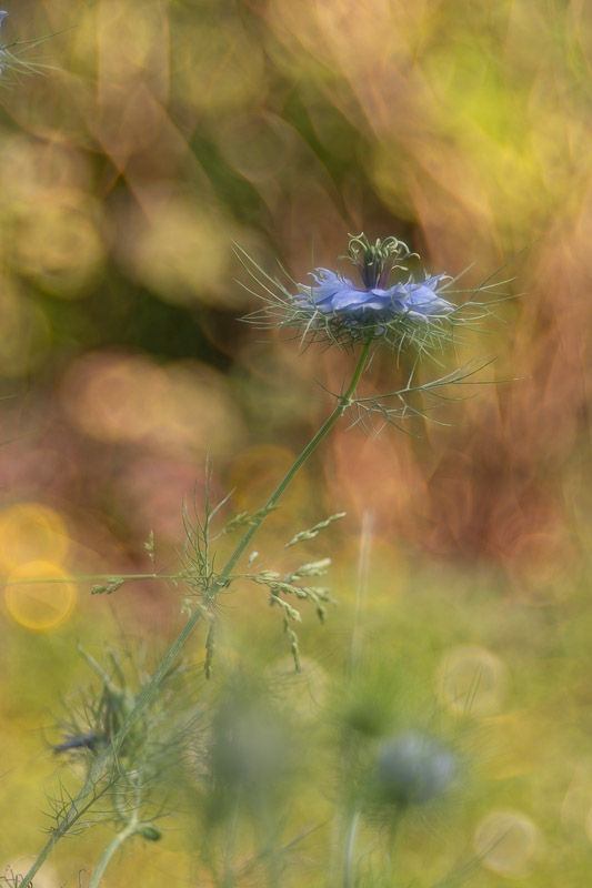 Magie du printemps dans le jardin - Série photos Catherine Régnier - mai 2025