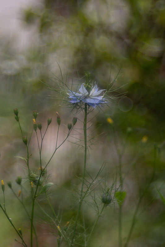 Soirs d'été - photographie Catherine Régnier 2025