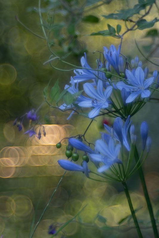 Soirs d'été - photographie Catherine Régnier 2025