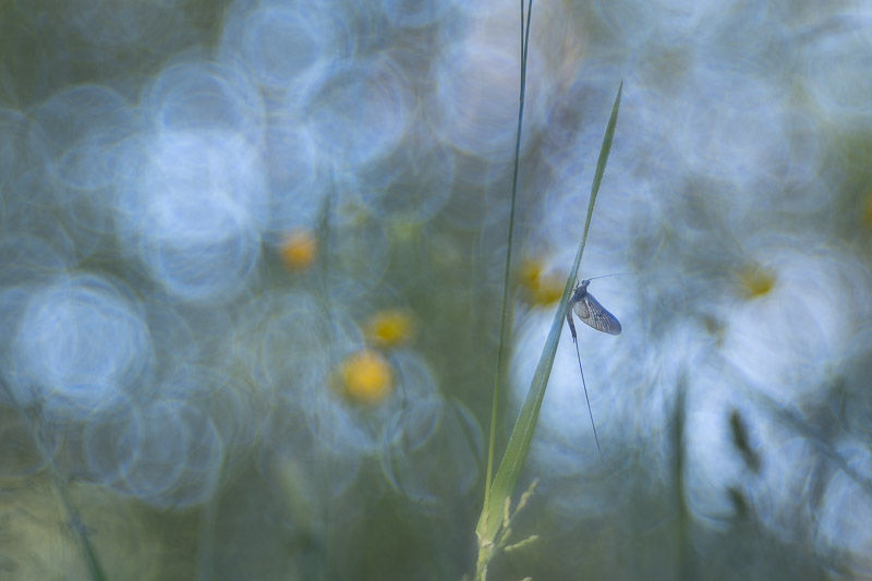 Le temps des fées - Série de photographies dédiée aux éphémères - Catherine Régnier - mai 2025