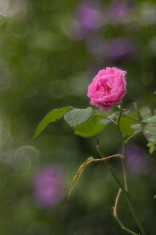 Soirs d'été - photographie Catherine Régnier 2025