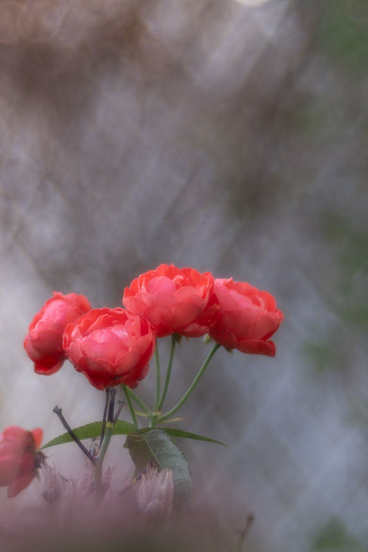 Un jardin en septembre - photographie Catherine Régnier