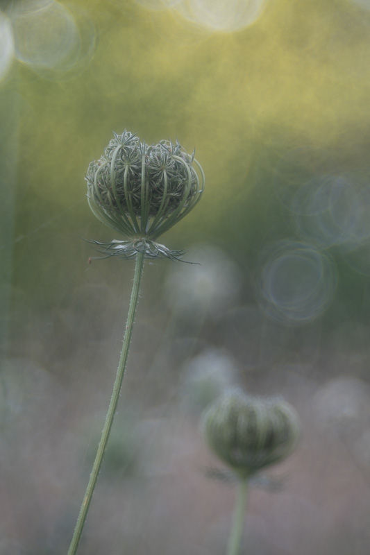 Soirs d'été - photographie Catherine Régnier 2025