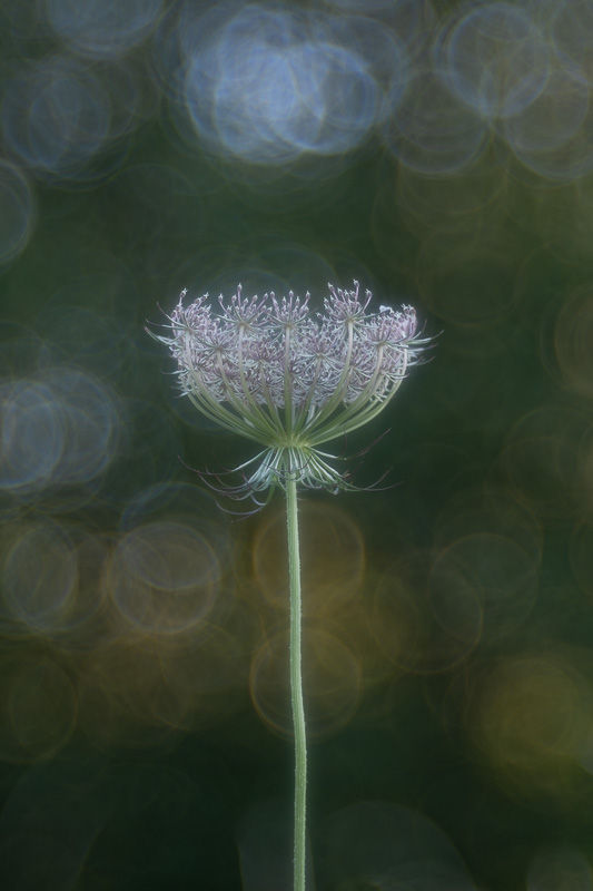 Soirs d'été - photographie Catherine Régnier 2025