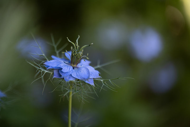 Dans le jardin voisin...Série de photographies Catherine Régnier - juin 2024